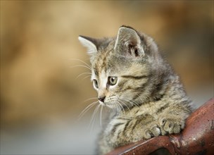 Brown-tabby kitten supporting itself on a drawbar