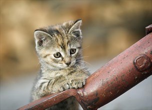 Brown-tabby kitten supporting itself on a drawbar