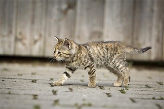 Brown-tabby kitten on foot in front of a barn door