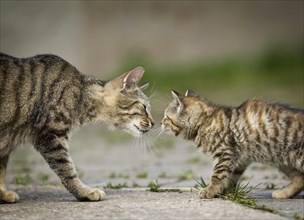 Brown-tabby cat mother and kittens sniffing each other