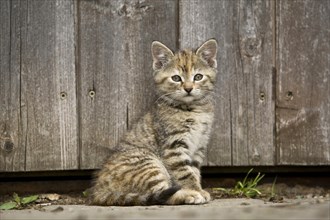 Brown-tabby kitten sitting in front of barn door