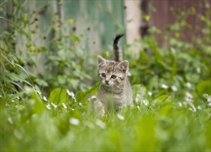 Brown-tabby kitten exploring a meadow next to a barn