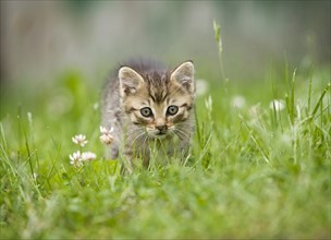 Brown-tabby kitten on a meadow