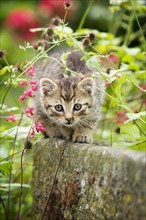 Brown-tabby kitten sitting on the edge of a stone trough
