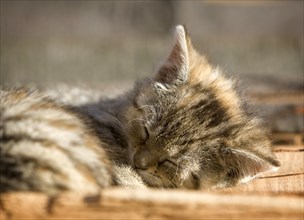 Brown-tabby kitten