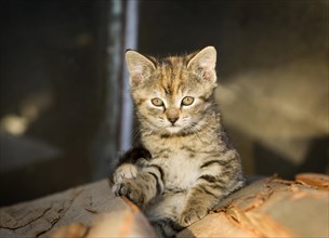 Brown-tabby kitten