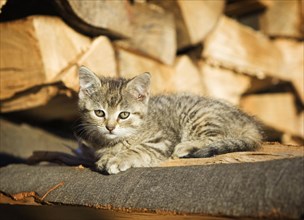 Brown-tabby kitten