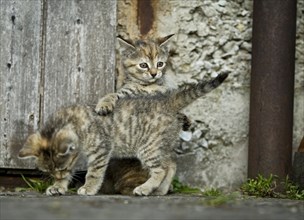 Two brown-tabby kittens