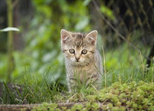 Brown-tabby kitten on foot along a path
