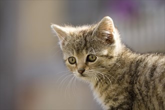 Brown-tabby kitten