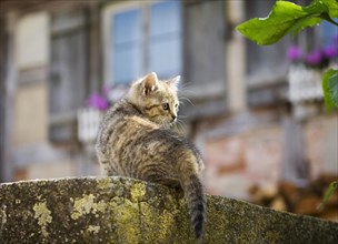 Brown-tabby kitten
