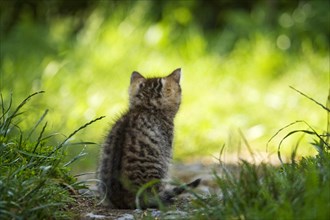 Brown-tabby kitten sitting on a path looking at a meadow
