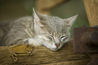 Grey-tabby cat lying on a chair