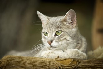 Grey-tabby cat lying on a chair