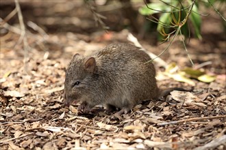 Long-nosed potoroo (Potorous tridactylus) adult