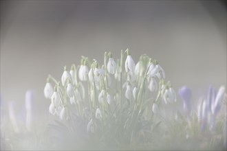 Snowdrops (Galanthus nivalis hybrid)