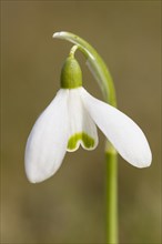 Snowdrop (Galanthus nivalis hybrid)