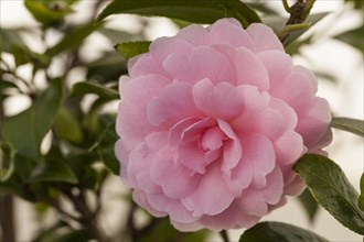 Japanese Camellia (Camellia japonica)