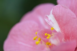 Japanese Camellia (Camellia japonica)