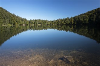 Forest being reflected in lake Feldsee