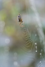 Cross Spider or Orb-weaving Spider (Araneus sp.) in its web