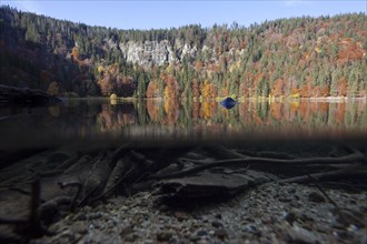 Over-under shot of Lake Feldsee in the Black Forest