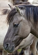 Dülmen pony
