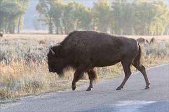 American bison (Bison bison) crossing a road