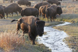 American bisons (Bison bison)