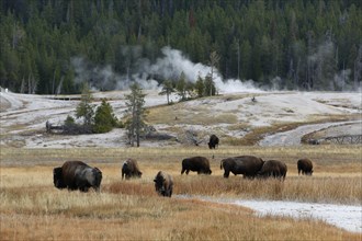 Herd of American bisons (Bison bison)