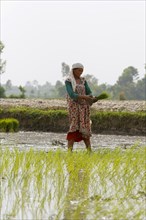 Woman working on a rice paddy at the beginning of the monsoon season