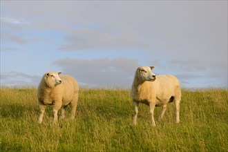 Sheep on the dike of St. Peter-Ording