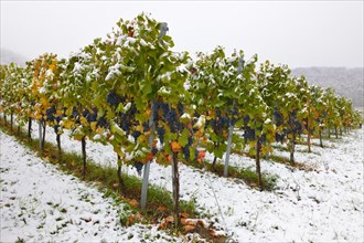 Vineyard in autumn with snow