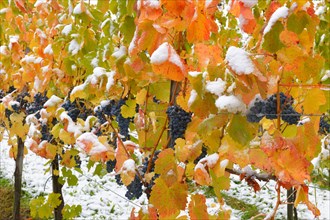 Snow-covered grape-vines