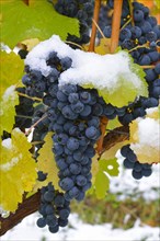 Snow-covered Dornfelder grapes in autumn