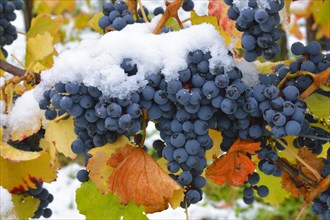 Snow-covered Dornfelder grapes in autumn