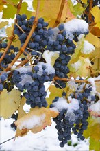 Snow-covered Dornfelder grapes in autumn