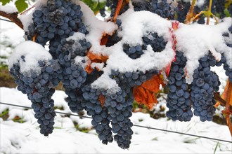 Snow-covered Dornfelder grapes in autumn