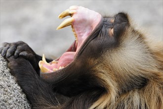 Gelada Baboon (Theropithecus gelada) with its mouth wide open