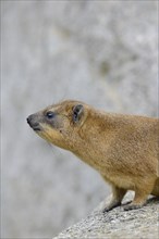 Rock Hyrax or Cape Hyrax (Procavia capensis)