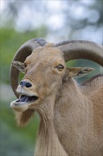 Barbary Sheep (Ammotragus lervia)