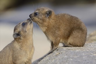 Two Rock Hyraxes or Cape Hyraxes (Procavia capensis)
