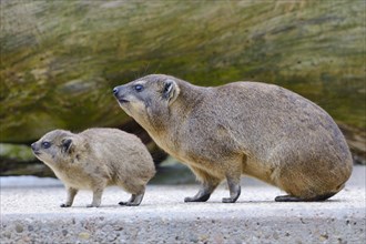 Rock Hyrax or Cape Hyrax (Procavia capensis) ith its young