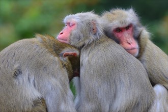 Japanese Macaques (Macaca fuscata)
