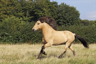 Running Icelandic Horse