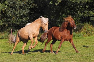 Icelandic horses (Equus przewalskii f caballus) two mares in the pasture