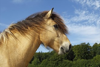 Icelandic horse (Equus przewalskii f caballus) gelding