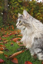 Maine Coon or American Longhair in an autumnal garden