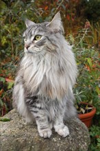 Maine Coon or American Longhair in a garden