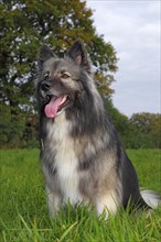 German Shepherd mixed breed